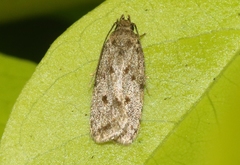 Stoeberhinus testaceus