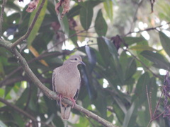 Zenaida auriculata
