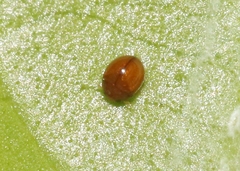 Delphastus pallidus