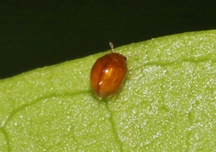 Delphastus pallidus