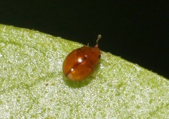 Delphastus pallidus
