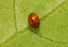 Delphastus pallidus