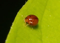 Delphastus pallidus