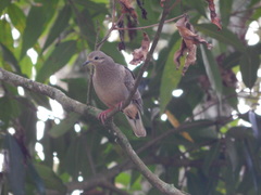 Zenaida auriculata