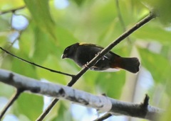 Loxipasser anoxanthus