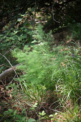 Asparagus tenuifolius