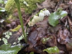 Convallaria pseudomajalis
