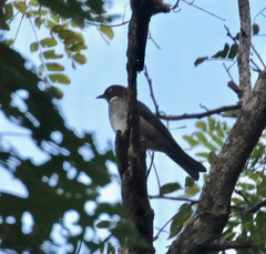 Turdus jamaicensis