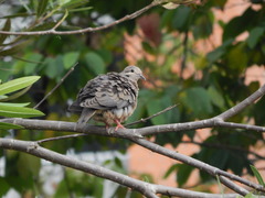 Zenaida auriculata