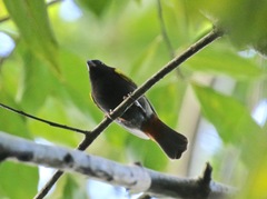 Loxipasser anoxanthus