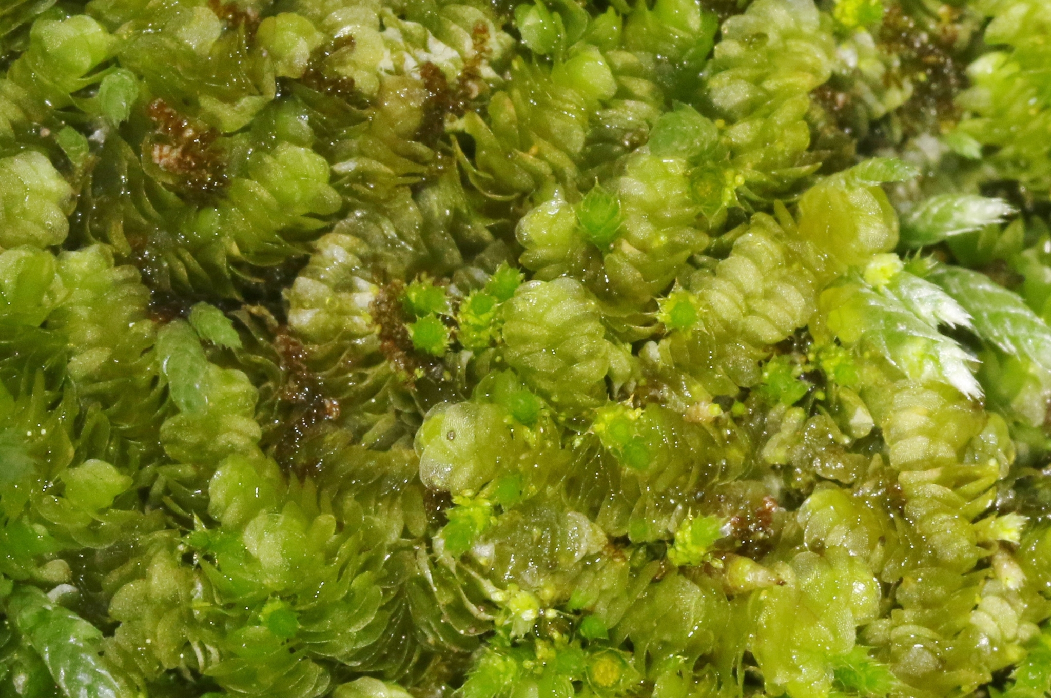 Acrolejeunea sandvicensis
