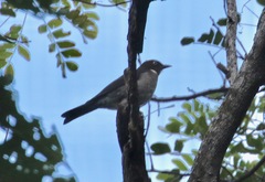 Turdus jamaicensis