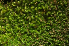 Sematophyllum subpinnatum