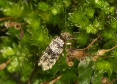 Lepidopsocus