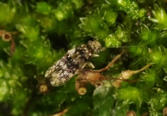 Lepidopsocus