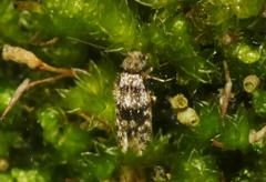 Lepidopsocus