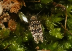 Lepidopsocus