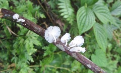 Marasmiellus cubensis