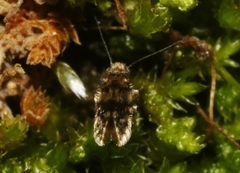 Lepidopsocus