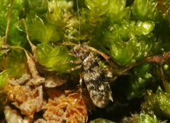 Lepidopsocus