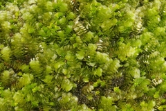 Acrolejeunea sandvicensis