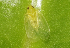 Kallitaxila granulata