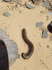 Orthoporus
