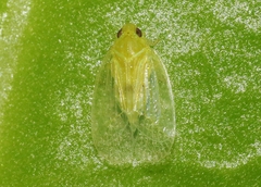 Kallitaxila granulata