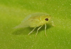 Kallitaxila granulata