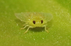 Kallitaxila granulata