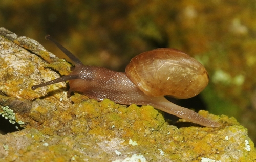 Bradybaena similaris observed 2022-01-22