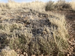 Muhlenbergia torreyi