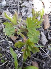 Anemonoides sylvestris