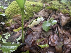 Convallaria pseudomajalis