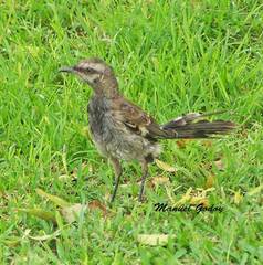Mimus longicaudatus