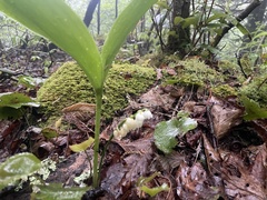 Convallaria pseudomajalis