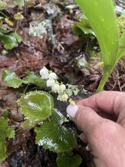 Convallaria pseudomajalis