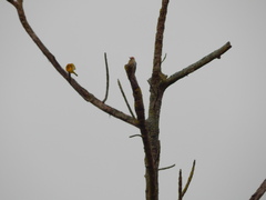 Sicalis flaveola