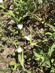 Calochortus minimus