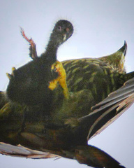 Porphyrio poliocephalus