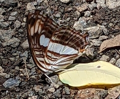 Adelpha iphicleola