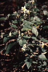 Solanum furcatum