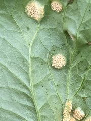 Puccinia violae
