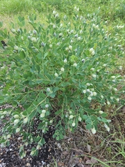 Baptisia nuttalliana