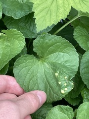 Puccinia violae