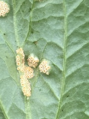 Puccinia violae