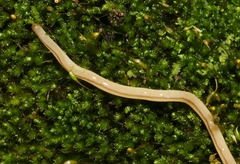 Geonemertes pelaensis