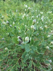 Baptisia nuttalliana
