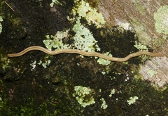 Geonemertes pelaensis
