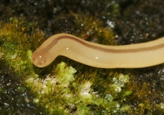 Geonemertes pelaensis